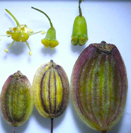 eferezene.jpg