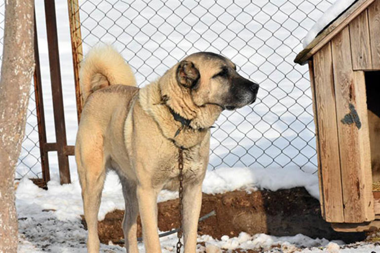 kangal-.jpg