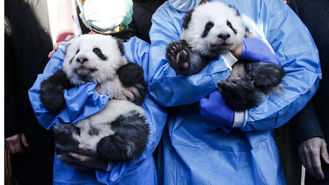 panda.jpg